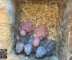 Agaporni papilleros roseicollis