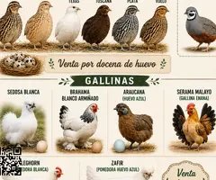 Enviamos huevos de Codorniz de carne, de gallinas ponedoras, de Araucanas
