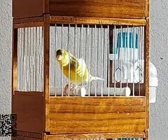 Cesión canarios timbrados