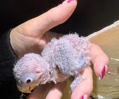 Agapornis papilleros