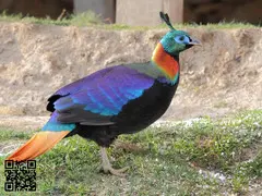 Faisán Monal