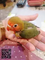 Agapornis Papilleros