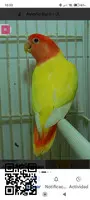 Busco agapornis roseicollis