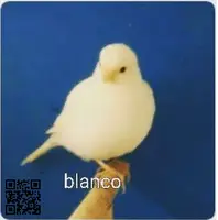 Vendo todos mis Canarios de rasa Fife Fancy - 2