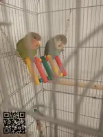 Parejas agapornis Rosecollis