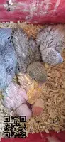 Agapornis Papilleros (roseicolli) - 2
