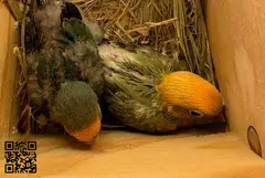 Agapornis papilleros