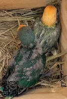Agapornis papilleros - 2
