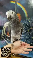 Loro gris africano saludable