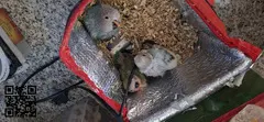 Agapornis Papilleros (roseicolli)
