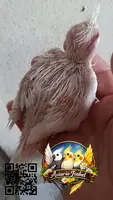 Ninfas papilleras