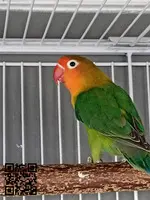 Agapornis fischer