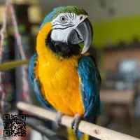 Guacamayas bebé azules y doradas