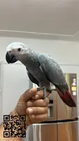 Loro Gris Africano disponible