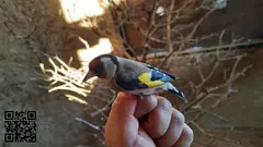 Se ceden jilgueros verderones pardillos - 2