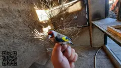 Se ceden jilgueros verderones pardillos - 3