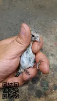 Se ceden jilgueros verderones pardillos - 5