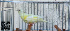 Canarias timbradas