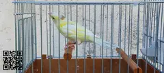 Canarias timbradas - 2