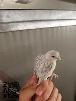 Canario