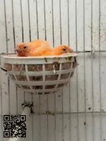 Cedo canarios del 26