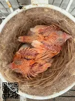 Cedo canarios del 26 - 2