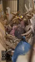 Crias de agapornis disponibles