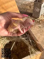 Agapornis papilleros rosseicollis