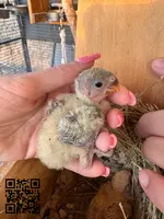 Agapornis papilleros rosseicollis
