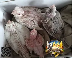 Ninfas papilleras