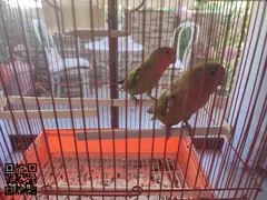 Vendo pareja agapornis roisecolli.