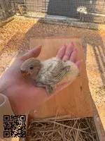 Cedo agaporni papillero rosseicolli