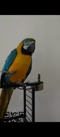 Vendo guacamayo