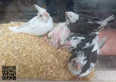Ninfas papilleras