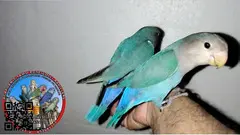 Agapornis roseicolli papilleros dóciles ya recién destetados de papilla