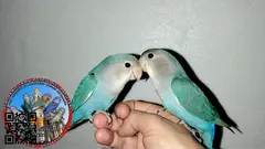 Agapornis roseicolli papilleros dóciles ya recién destetados de papilla - 2