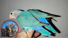 Agapornis roseicolli papilleros dóciles ya recién destetados de papilla - 3