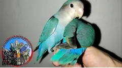 Agapornis roseicolli papilleros dóciles ya recién destetados de papilla - 4