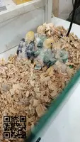 Agapornis papilleros  disponibles