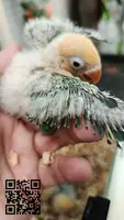 Agapornis papilleros disponibles - 2
