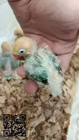 Agapornis papilleros disponibles - 3