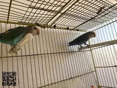 Pareja agaporni
