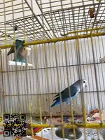 Pareja agaporni - 2