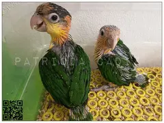 Caiques Cabeza Naranja
