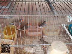 Se ceden Diamantes Mandarines jovenes - 2