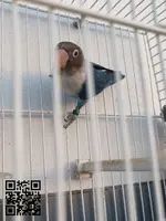Personata