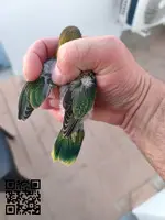 Argaponi personata