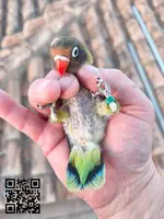 Argaponi personata