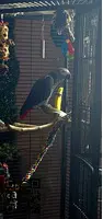 African grey