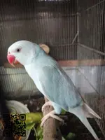 African Grey Parrots